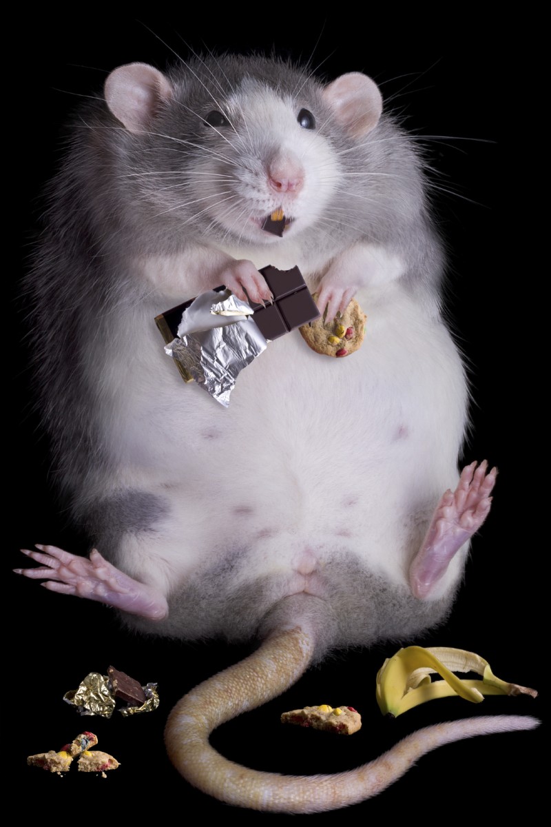 rat eating junk food