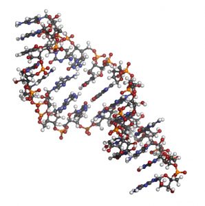 Micro RNA (miRNA, hsa-miR-133a) structure, computer model