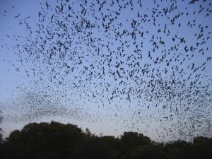 Bats flying at dusk.