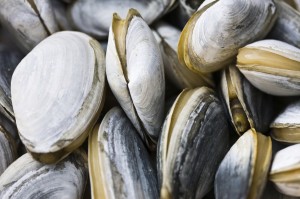 Close-up image of clams