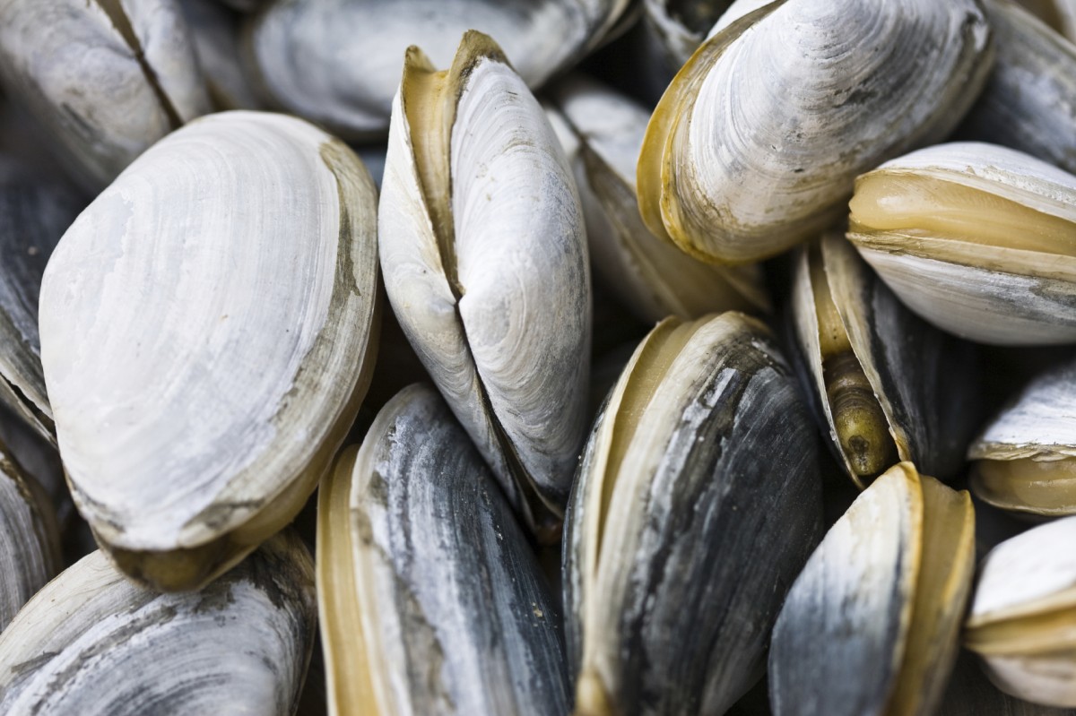 columbia-researchers-discover-contagious-cancer-in-clams-biomedical