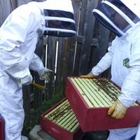 The author and a beekeeper look at a bee hive