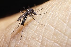 mosquito-2-iStock_000064020541_Medium