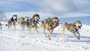 Group of panting Siberian husky sled dogs running in snow 