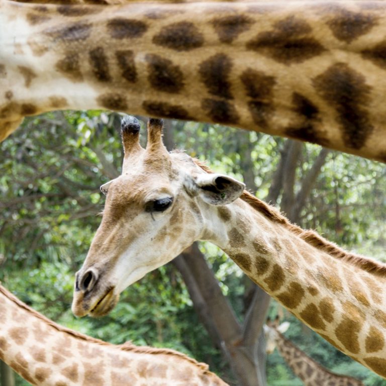 Why Does the Giraffe Have a Long Neck: Answers from the Giraffe Genome