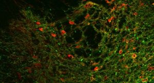 Dopamine producing cells (red) in the ventral tegmental area of the mouse brain