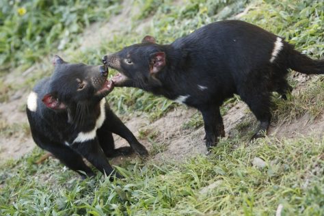 tasmanian devils