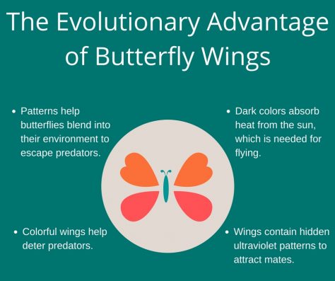 Patterns help butterflies blend into their environment to escape predators.