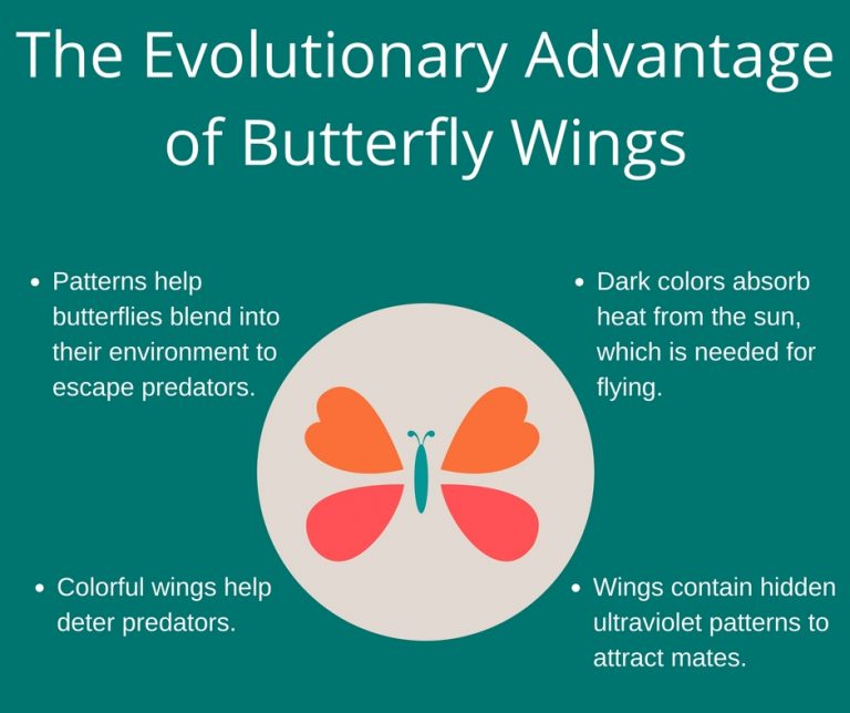 The Butterfly Effect Wing Research Method Shows Promise Biomedical Odyssey