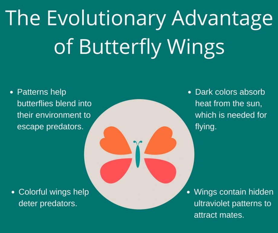 Patterns help butterflies blend into their environment to escape predators.