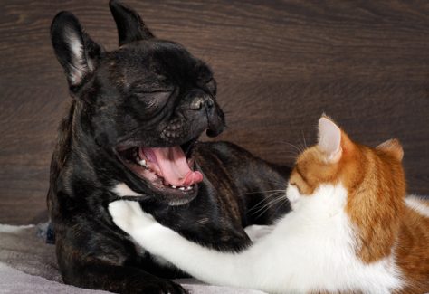 dog yawning at a cat
