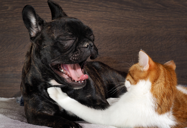 dog yawning at a cat