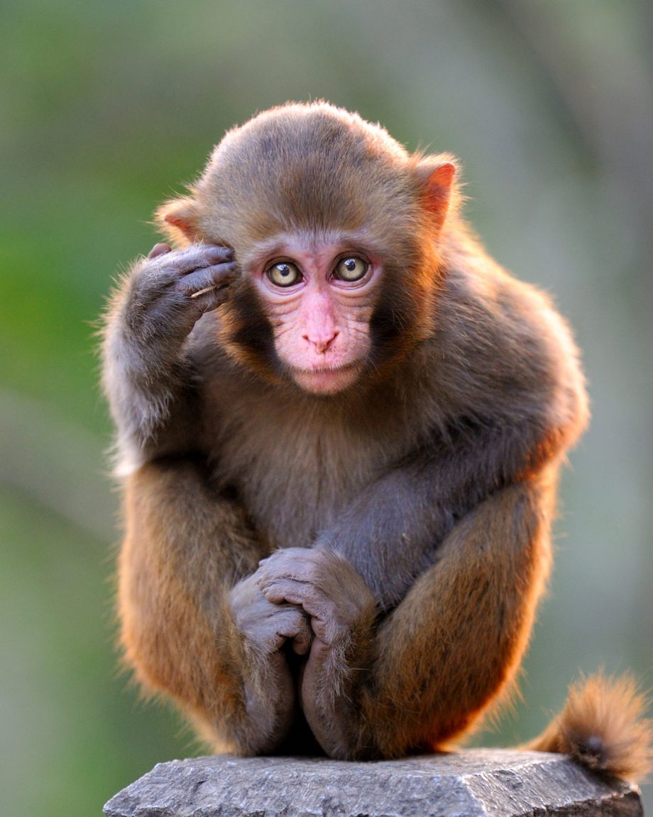Thinking young monkey.