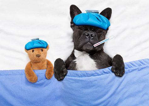 french bulldog dog with headache and hangover with ice bag or ice pack on head, eyes closed suffering , in bed resting and sleeping