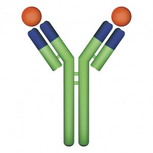 An antibody molecule is shaped like a Y with two arms that can be fused to other molecules that can act to “trap” surrounding proteins. Credit: iStock