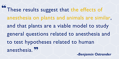 These results suggest that the effects of anesthesia on plants and animals are similar, and that plants are a viable model to study general questions related to anesthesia and to test hypotheses related to human anesthesia. 