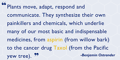 Plants move, adapt, respond and communicate. They synthesize their own painkillers and chemicals, which underlie many of our most basic and indispensable medicines, from aspirin (from willow bark) to the cancer drug Taxol (from the Pacific yew tree).