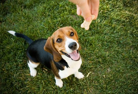 beagle dog