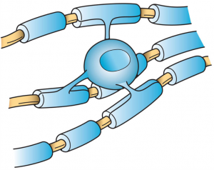 Figure 1 An oligodendrocyte (Wikipedia)