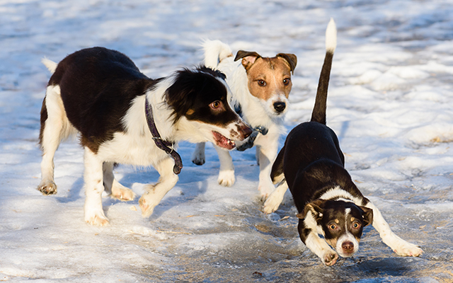 Three dogs playing at sunny winter day