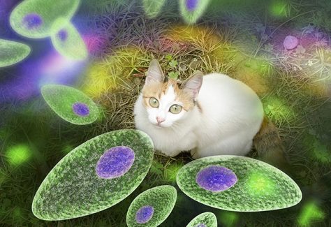 Toxoplasma gondii awareness conceptual image showing an illustration of the parasites and a cat.
