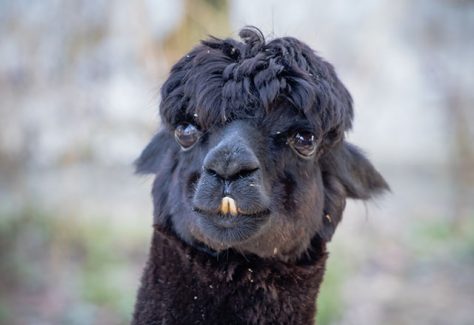 portrait of cute black llama