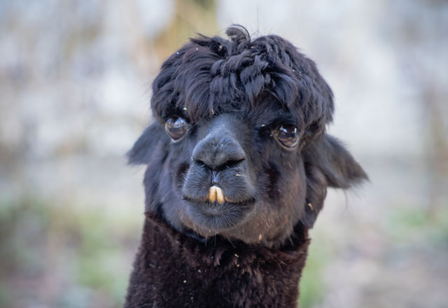 portrait of cute black llama