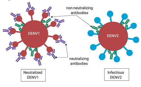 An illustration depicting neutralizing and non-neutralizing antibodies binding to serotypes.