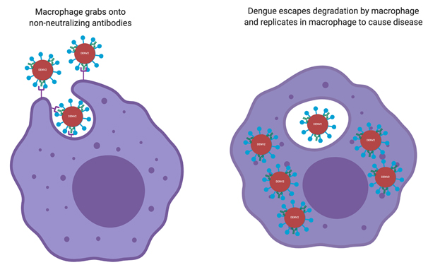 An illustration depicting a macrophage engulfing the dengue virus, escaping degradation, allowing it to multiply and infect more cells.