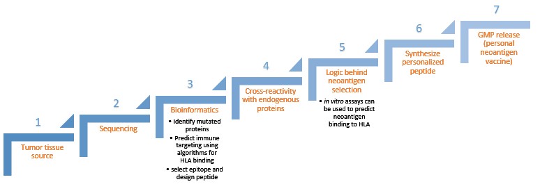 A chart depicting the manufacturing steps for a personalized neoantigen vaccine.
