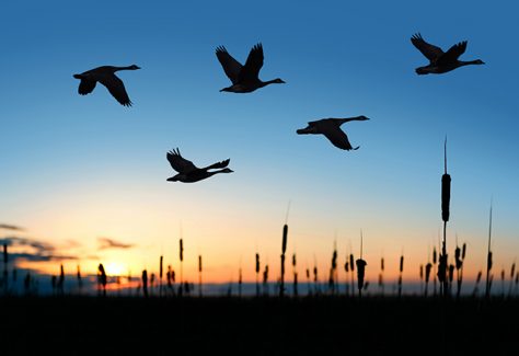 flock of migrating canada geese in silhouette at sunset