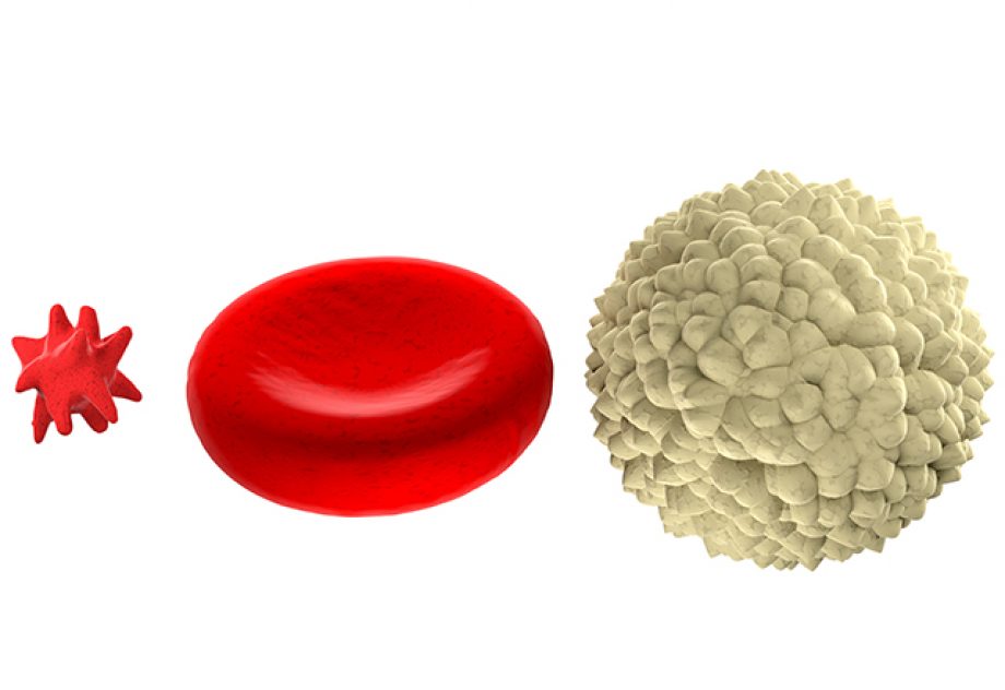 Main blood cells shown in scale, isolated on white background.