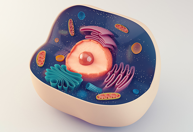 Illustrated representation of anatomical structure of biological animal cell with organelles.