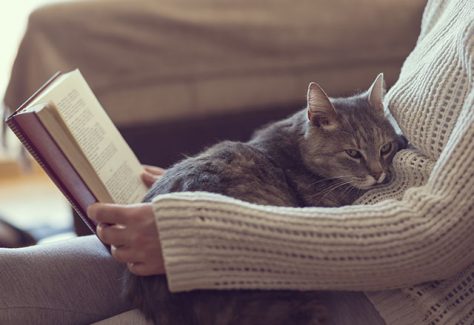 A cat curls up in its owner's lap.