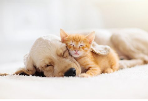 A puppy and kitten sleep soundly together.