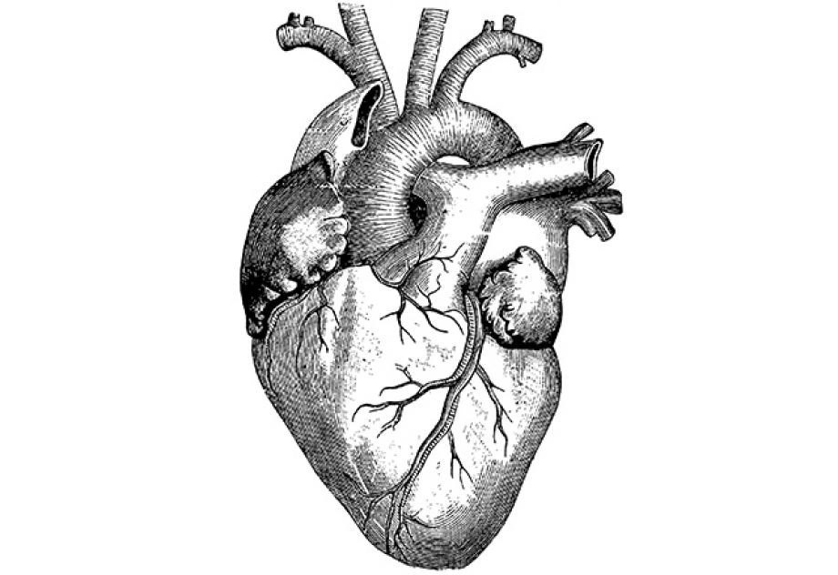 An anatomical illustration of a human heart on a white background.
