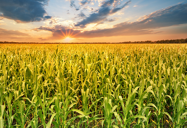 A cornfield at sunset.