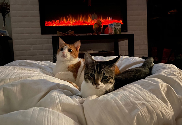 Two cats sit contently at the foot of a bed, with a warm fire behind them.