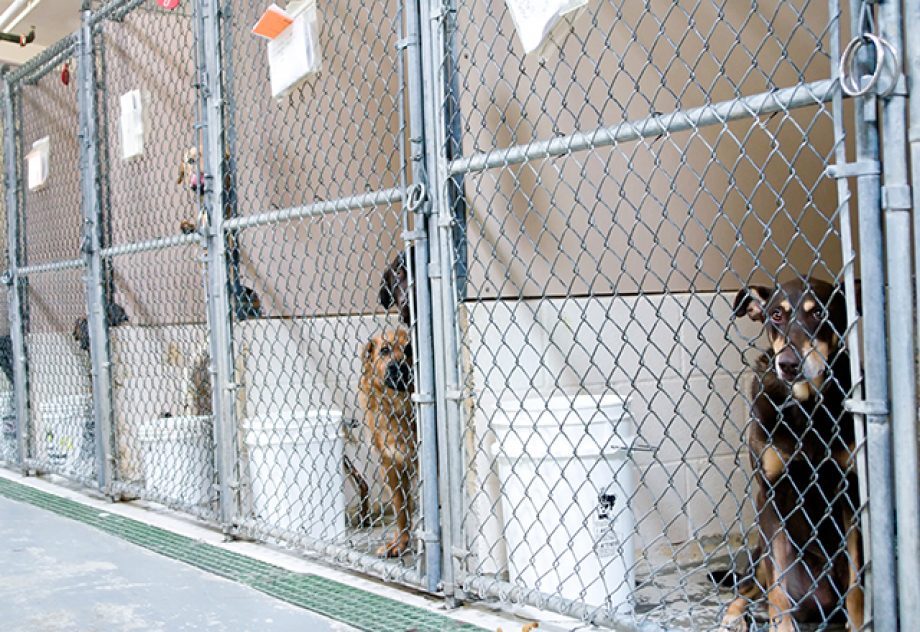 Dogs awaiting adoption in kennels.