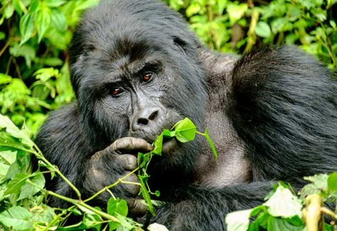 A gorilla eating foliage of a tree