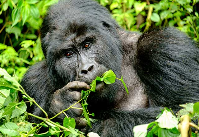 A gorilla eating foliage of a tree