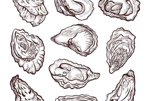 Multiple oyster line illustrations