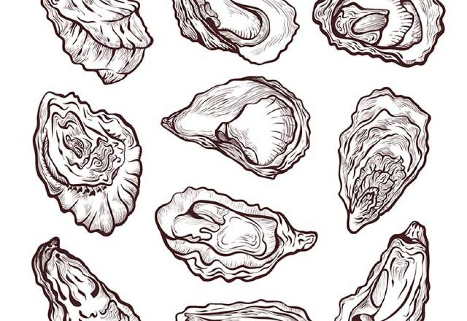 Multiple oyster line illustrations