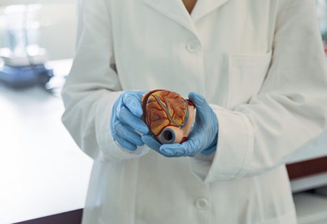 Medical student holding model of heart