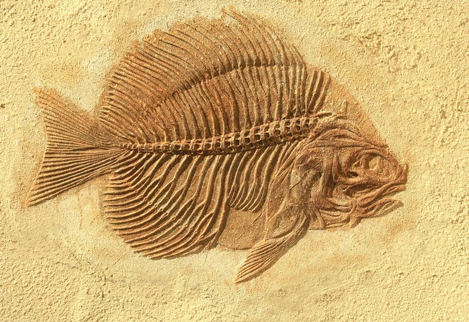 Image of fish fossil.