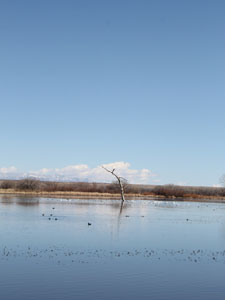 Bosque del Apache National Wildlife Refuge 3