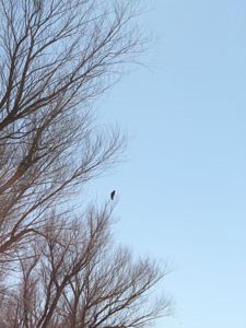 Bosque del Apache National Wildlife Refuge 4