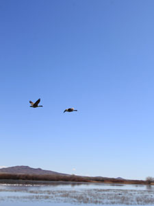 Bosque del Apache National Wildlife Refuge 1