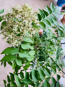 Murraya koenigii, also known as a “curry leaf plant”.