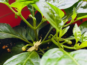 Puja's habanero plant.